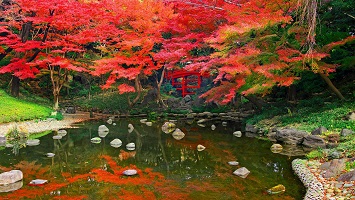 東京都 小石川後楽園の紅葉の写真
