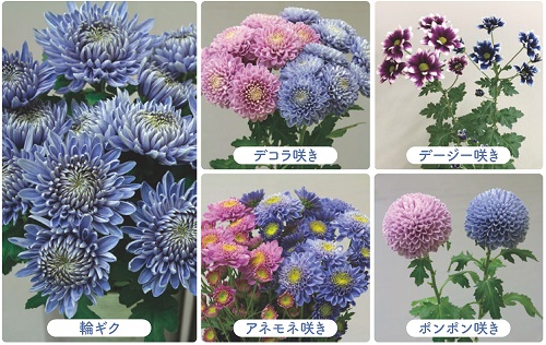 いろいろな種類の青い菊の写真