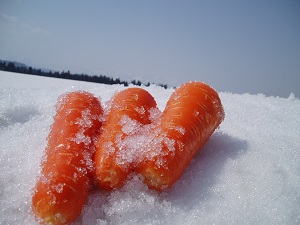 津南の雪下にんじんの写真