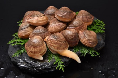 広田湾産イシカゲ貝の写真