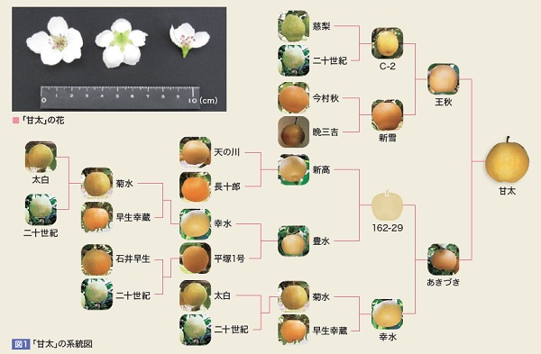 甘太の系統図