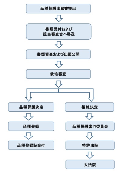 韓国植物新品種登録出願のフローチャート